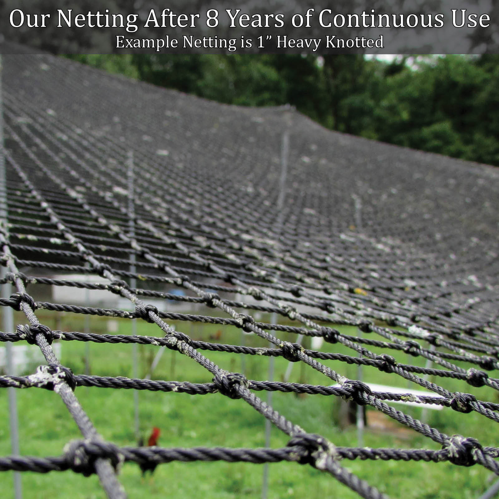 Poultry Netting 50' x 100' 2" Heavy Knotted Aviary Hawk Stop Bird chicken Net