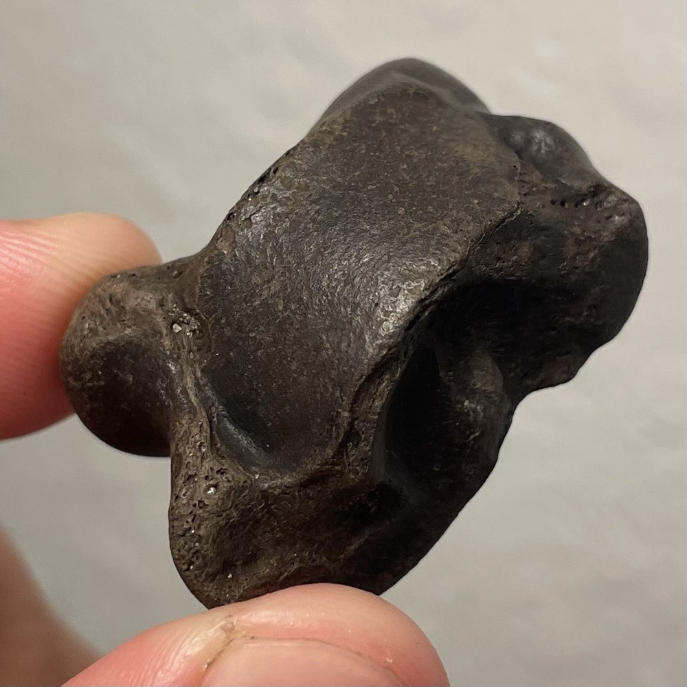 Fossilized Deer Ankle Bone Ice Age Florida Fossil
