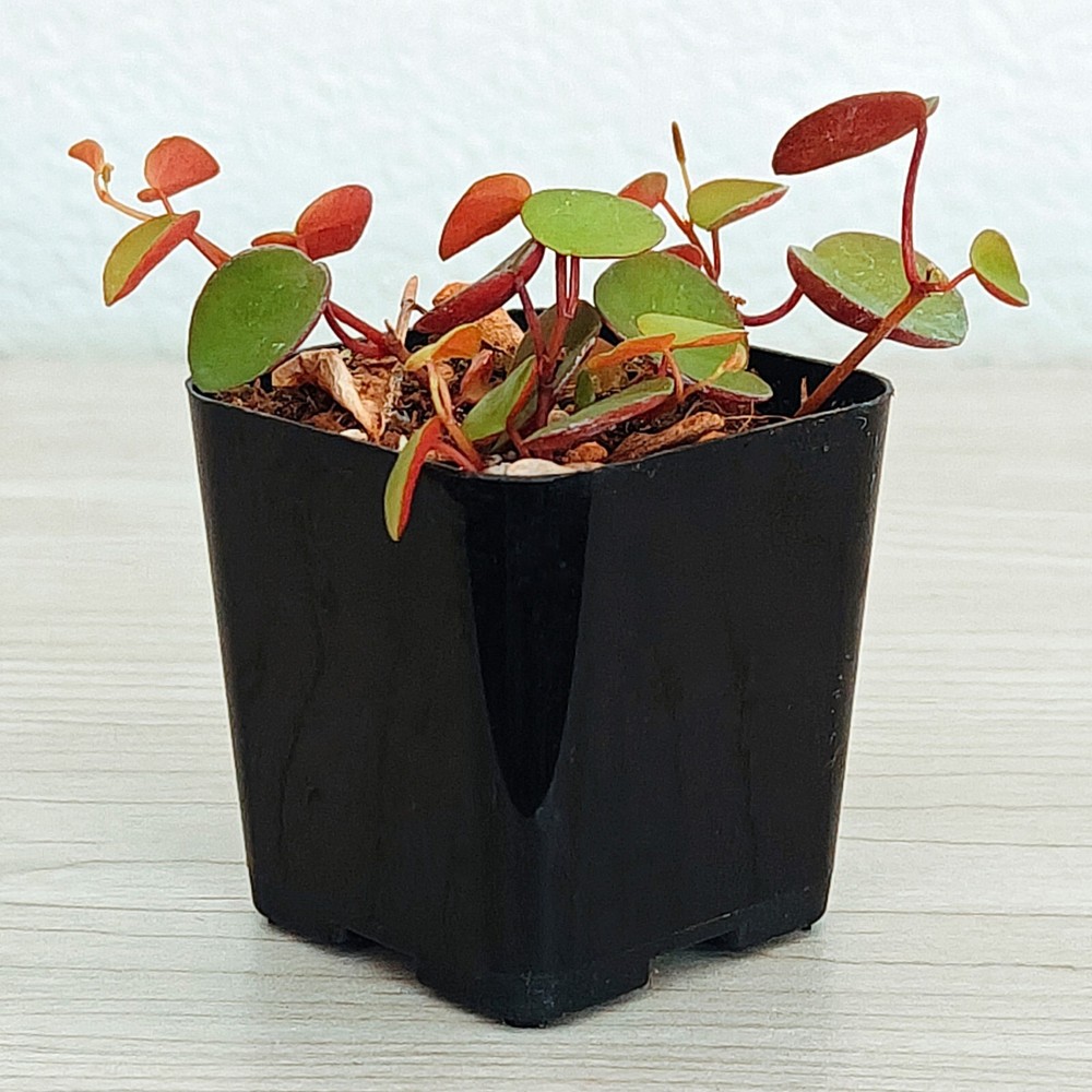 Succulent Pot Plant - Peperomia Ruby Cascade - In 2" Pot