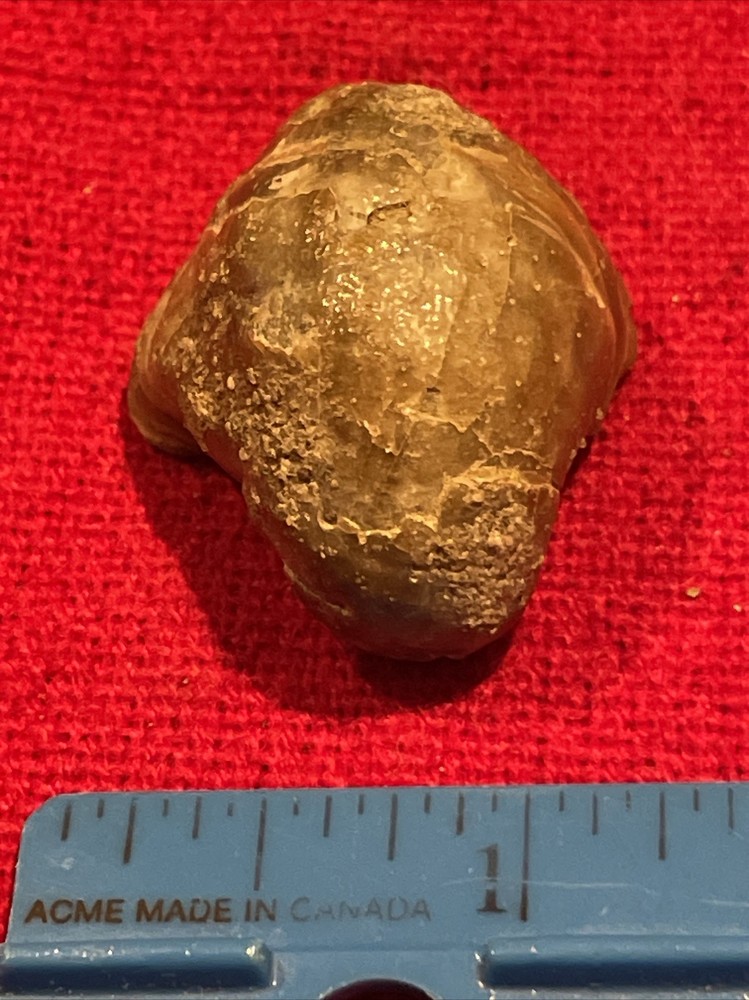 prehistoric Sea animals, Fossilized