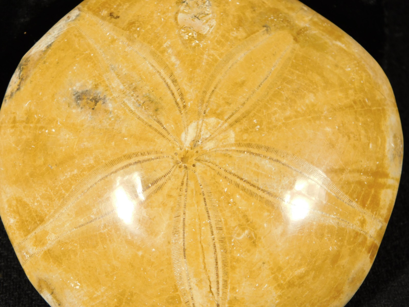 Big! Polished 150 Million Year Old! SAND DOLLAR Fossil Madagascar 194gr
