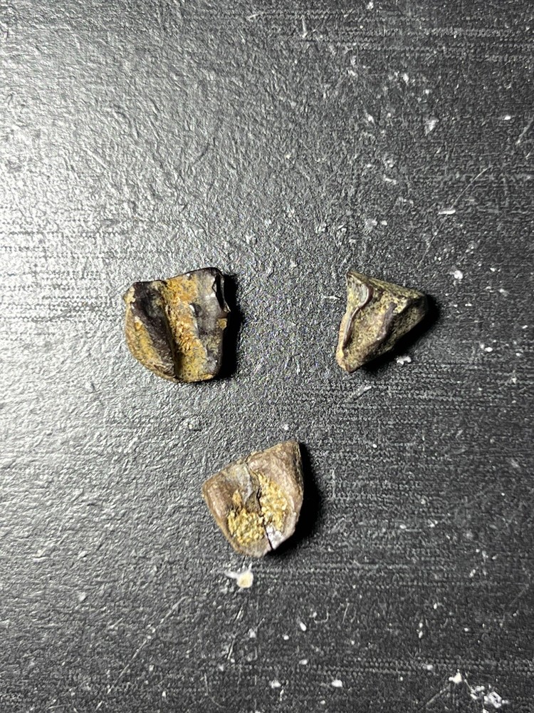 Triceratops Tooth Hell Creek SD