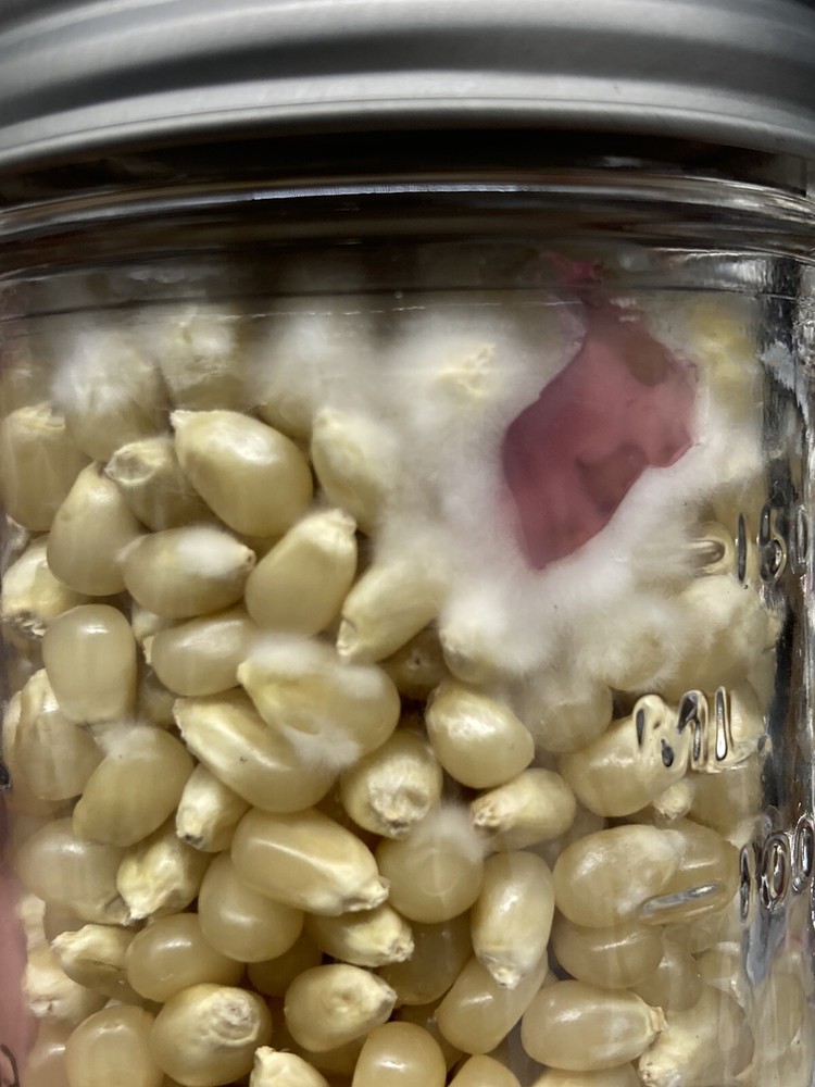 (2) Half Pint Jars - Sterilized Corn for Grain Spawn - Grow Great Grain Spawn