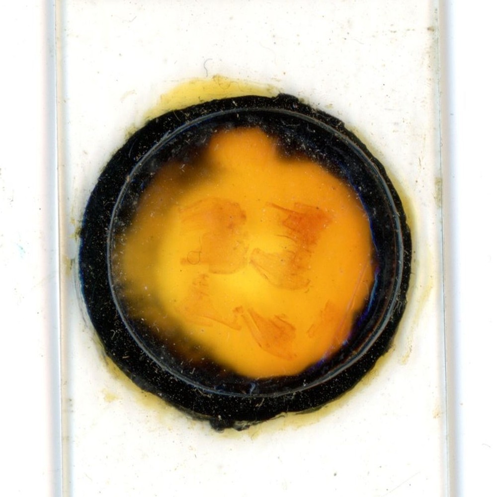 Antique glass Microscope slide Tradescantia V sections sample #21