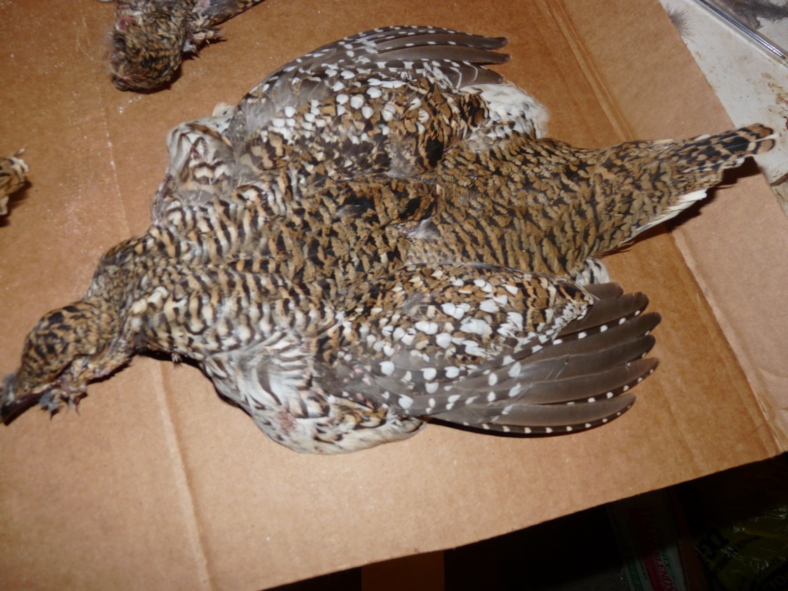 1 Beautiful no 1 SHARPE TAIL GROUSE SKIN craft dog training  ART FLY TYING SHARP