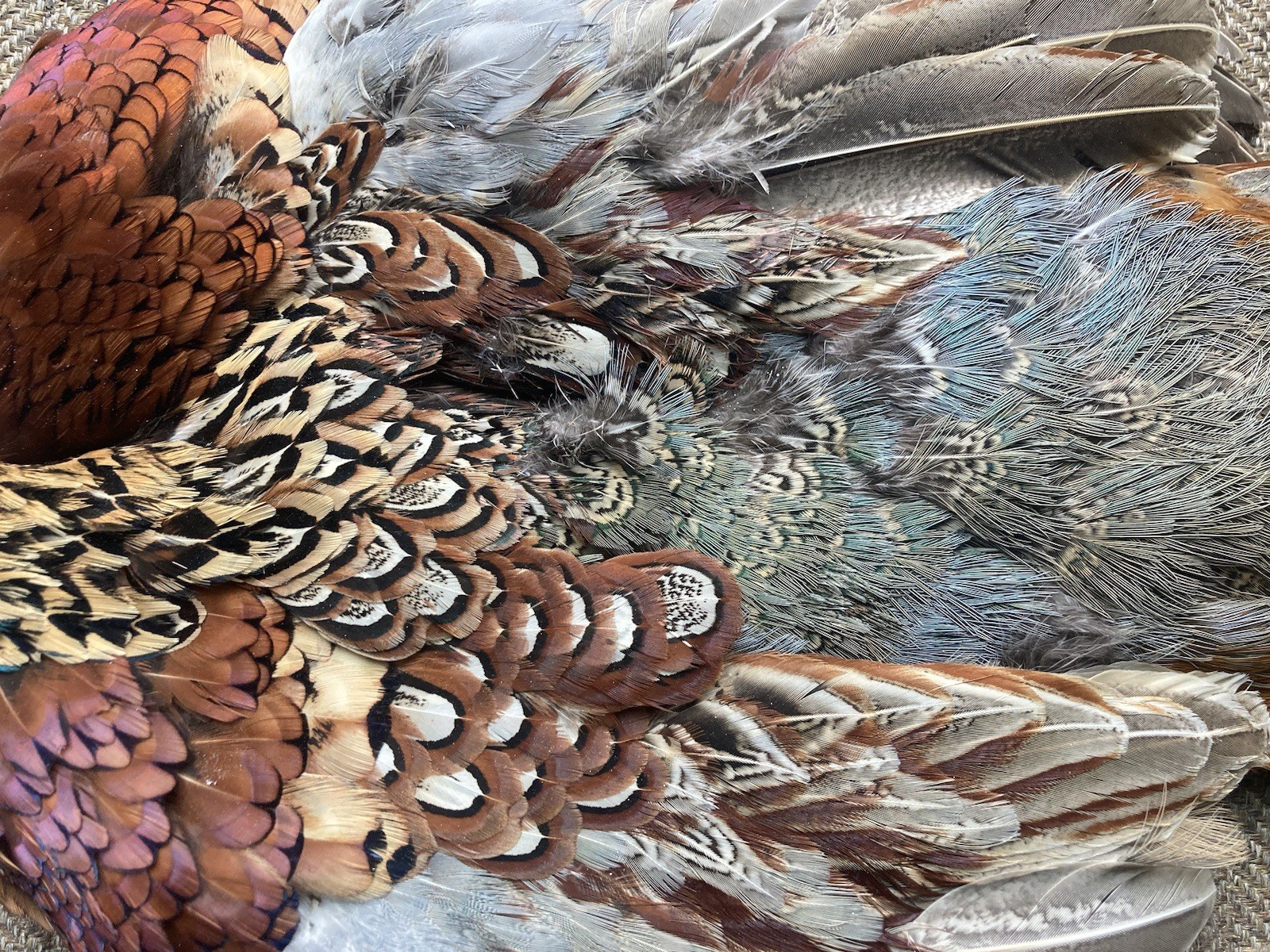 Rooster RINGNECK PHEASANT SKIN 2 Wings Tail Feathers Wall Art Taxidermy Man Cave