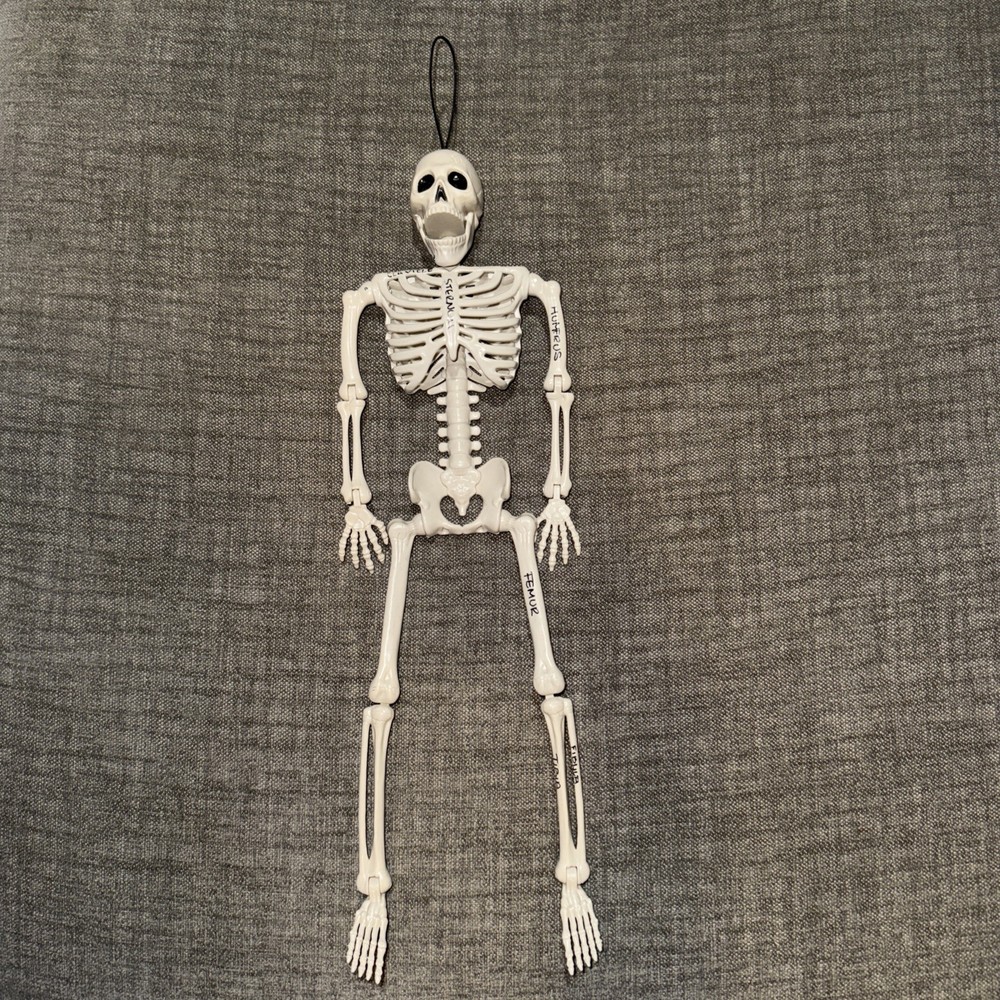 Human Model Skeleton Plastic Anatomical Moving Joints 16" Halloween Educational