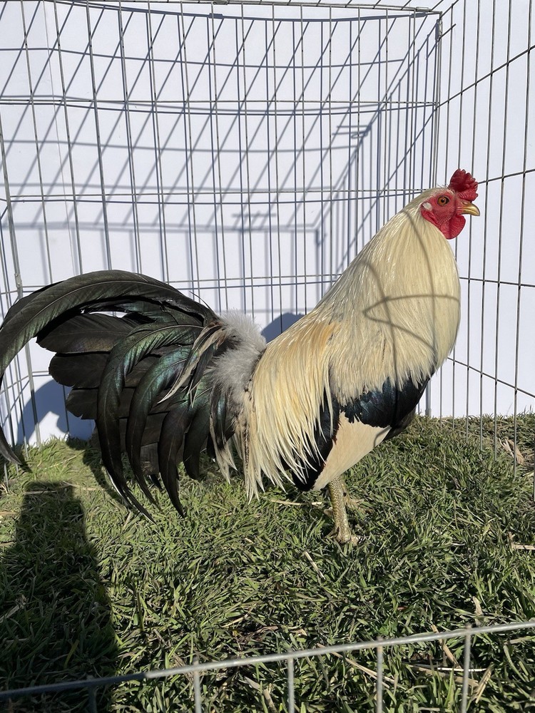 DoubleHFarm|| Fertilized 12 Hatching Eggs