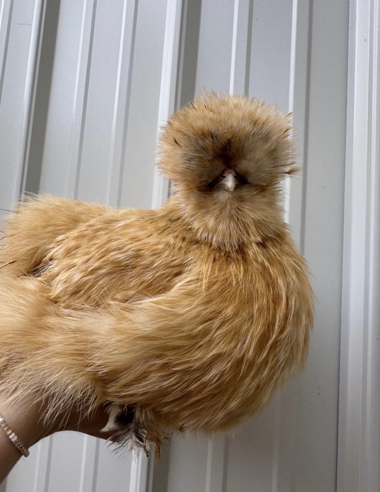 Lemon Cuckoo Silkie Hatching Eggs (12)
