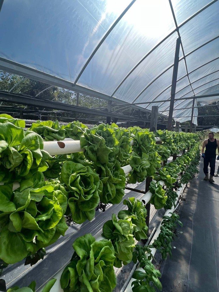 Pure Produce Hydroponic Nutrient solution 64 oz