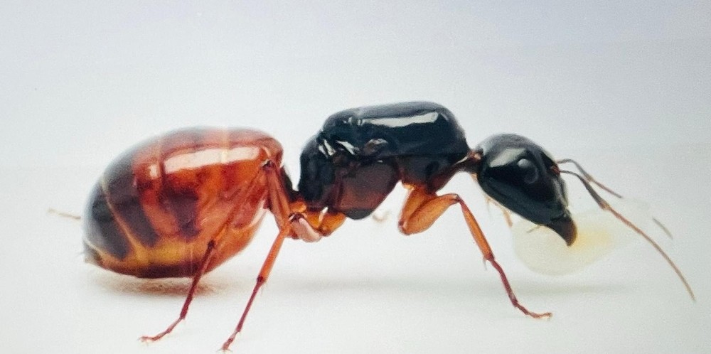 Golden Tailed Carpenter Ants