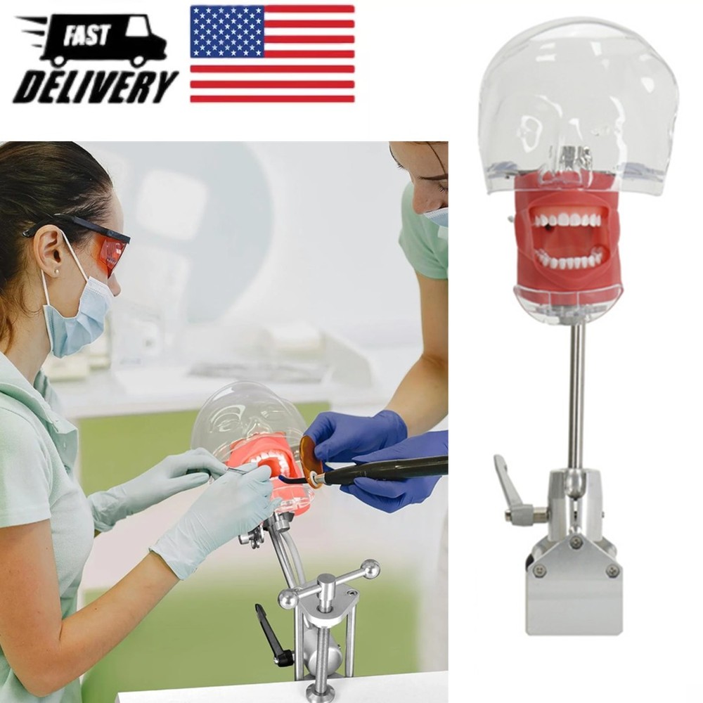 Dental Phantom Head w/ 32 Typodont Teeth Model Typodont Mount Fixed on Table