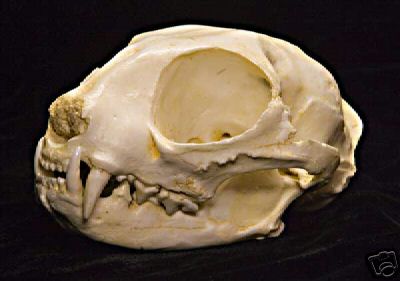 Gordon's Wildcat Skull  REPLICA.