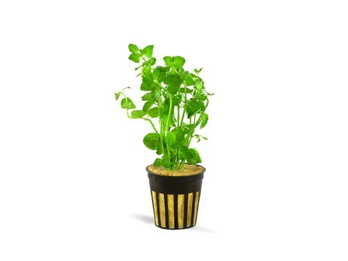 LOW TECH Aquarium Plant Mint Charlie (Micromeria Brownei) Bunch BUY 2 GET 1 FREE