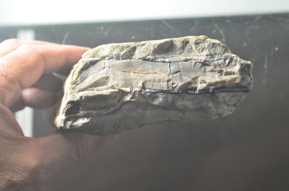Utah Petrified Wood