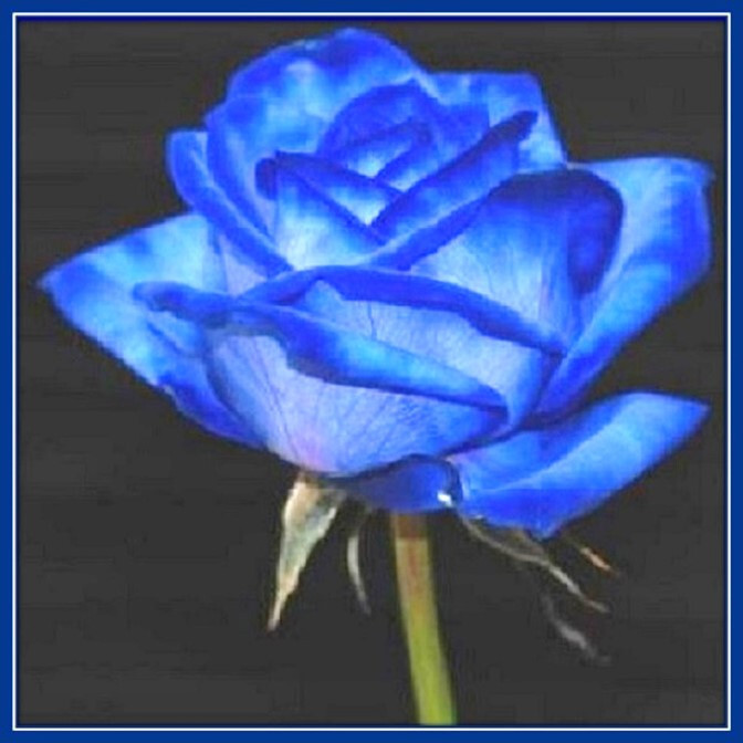 30 Custom Blue Rose Personalized Address Labels