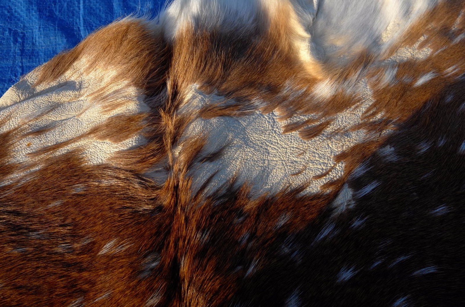 Axis Deer Skin Second Grade -Axis Deer Hide Size: 38"X30" Cheetal deer buck hide