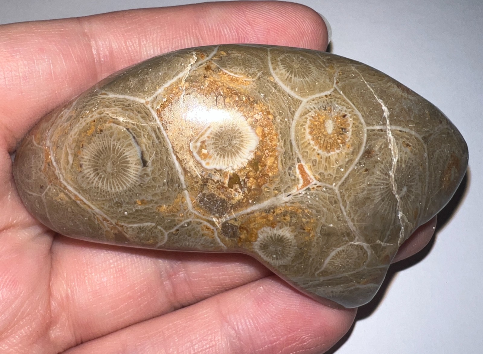 Moroccan Pre Dinosaur Fossil Polished Coral Lot 3 Inches One Per Order