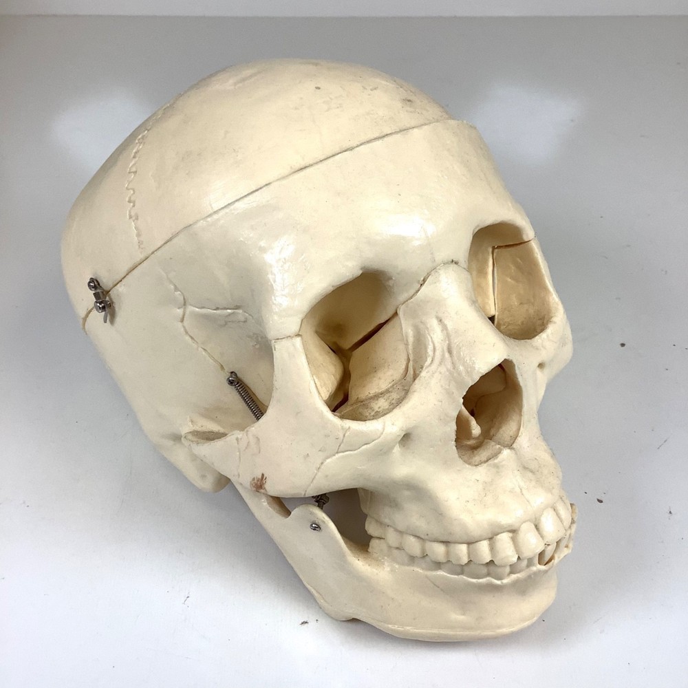 Human Skull Model Anatomical Teaching Skeleton Head Studying Art Removable Top