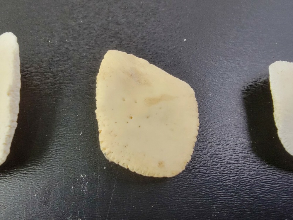 Gator ALLIGATOR BACK SCUTE bone bones BONY skutes croc weird OSTEODERMS CLEAN
