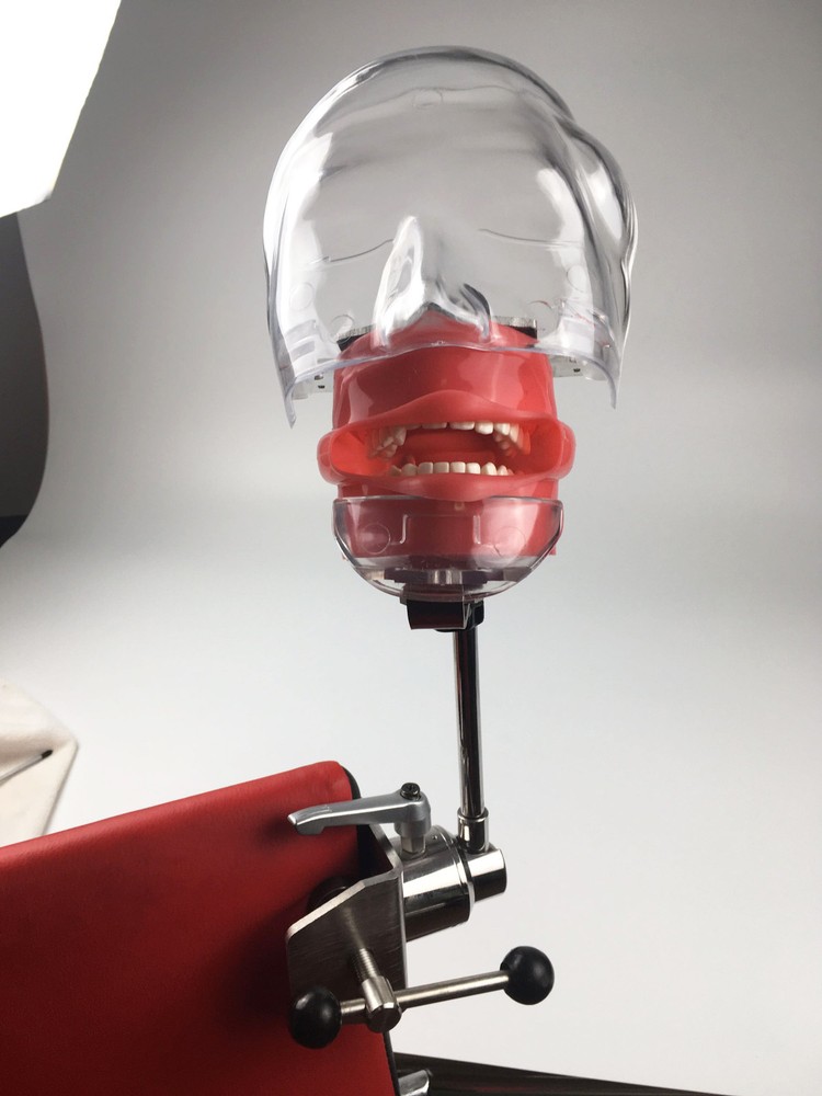 Dental phantom head model with Replacement Teeth simulator Bench mounted AU