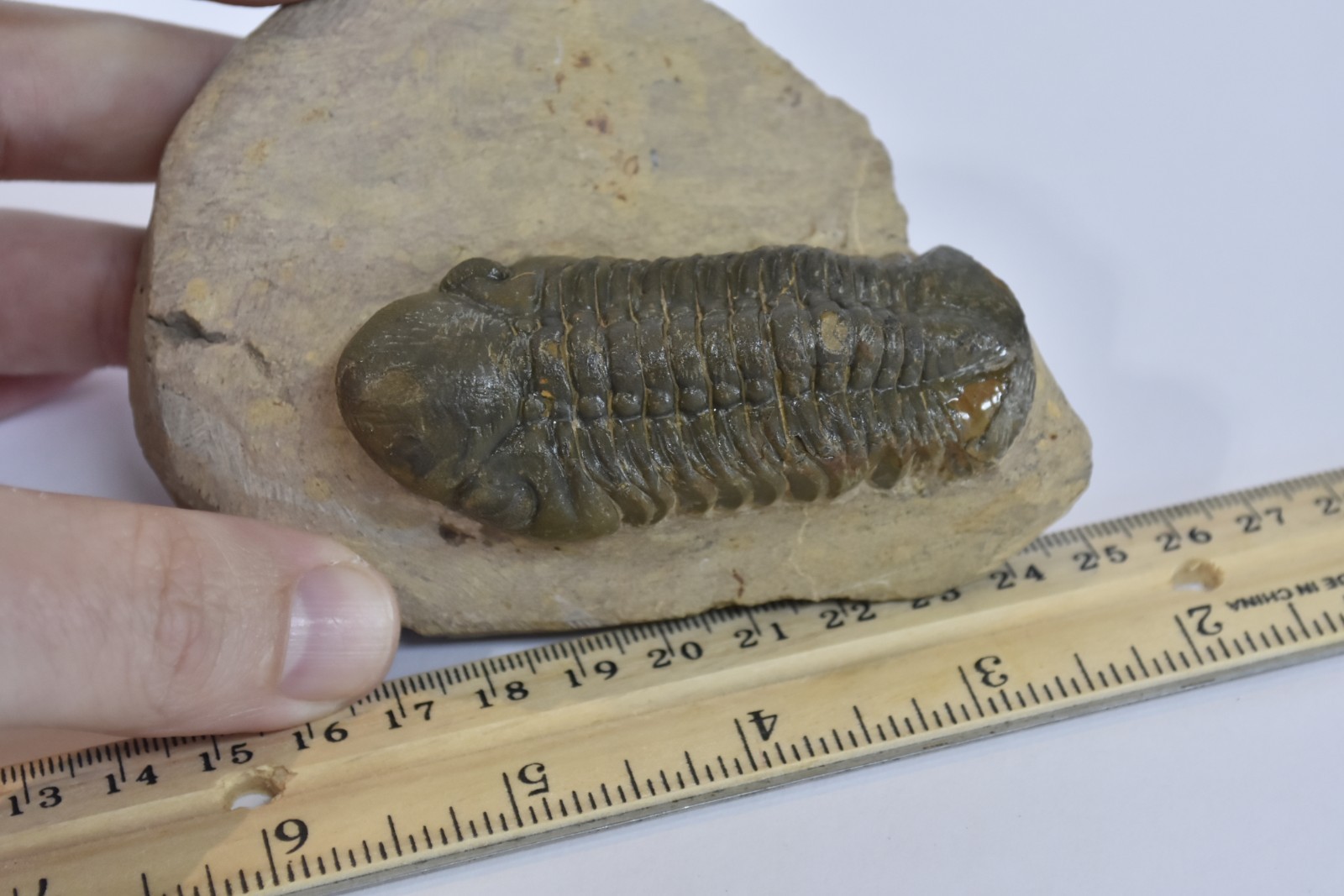Trilobite Fossil Reedops - Fine Detail - on Matrix - Morocco - Large 3" - #36