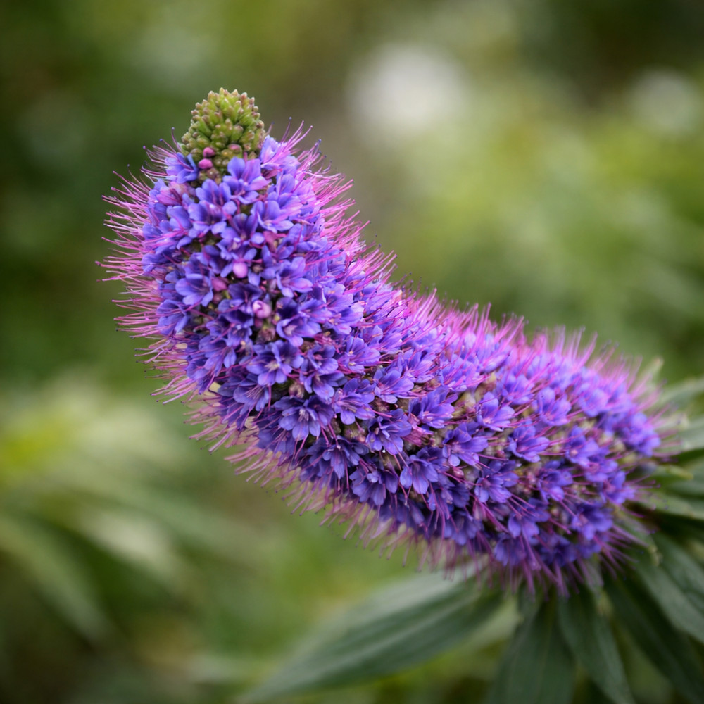 Echium webbii 10 SEEDS - Webb's bugloss | Echium