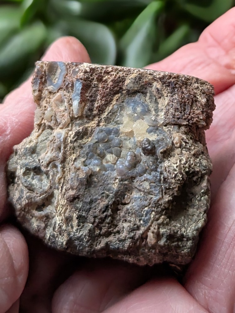 UV -Dinosaur Bone From * Polished * 2.3 oz.