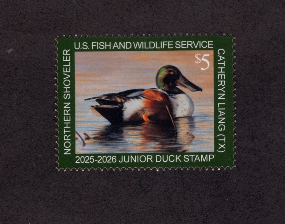 JDS33 - Junior Duck Stamp. Single  #02 JDS33