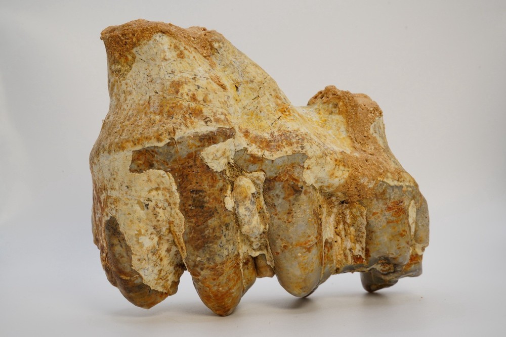 Platybelodon tooth