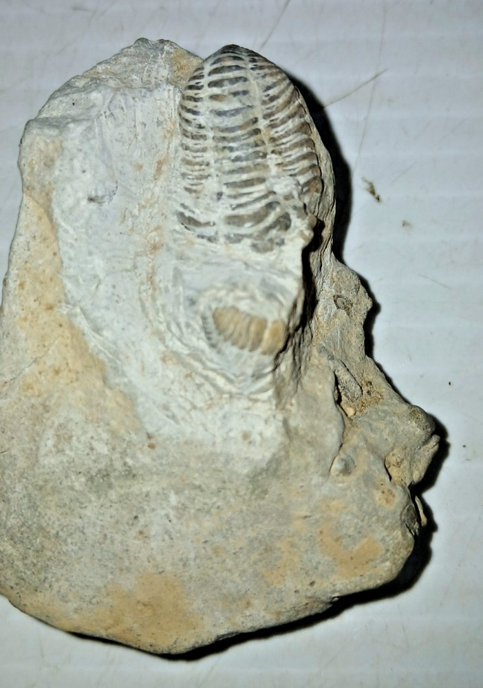 Trilobite Fossil