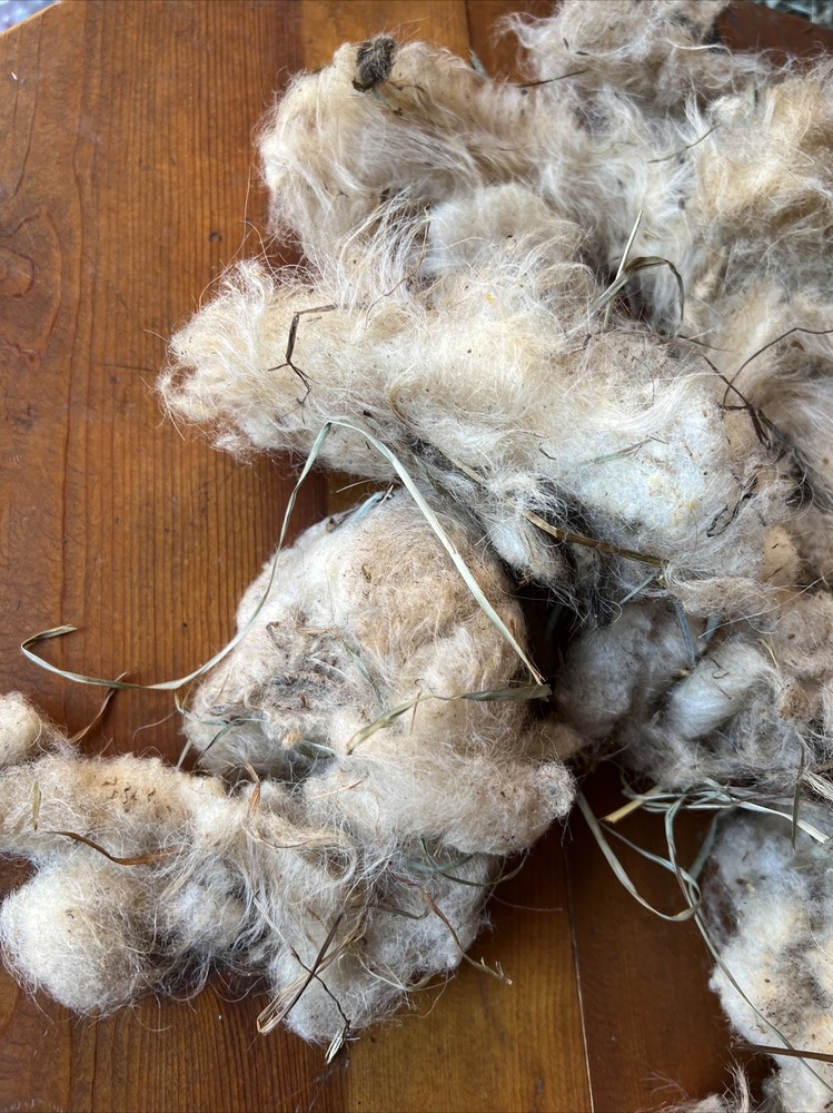 Icelandic fleece Ewe RAW