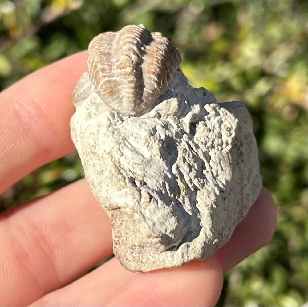 Oklahoma Fossil Trilobite Kainops invius Devonian Bug in Matrix