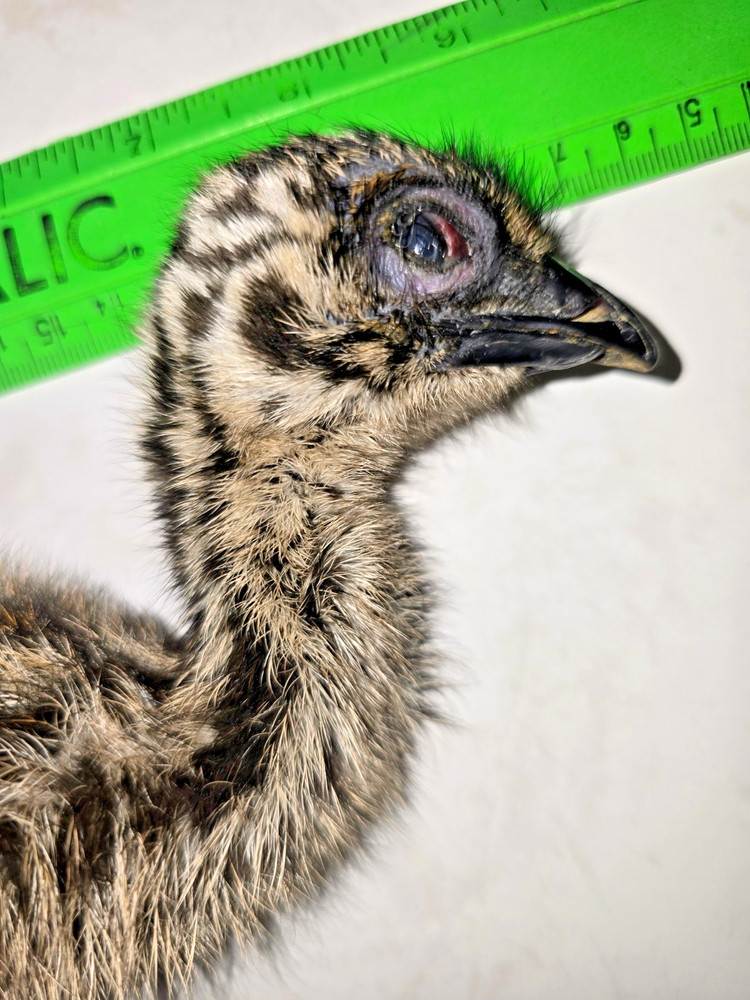 EMU Chick, entire body, fresh