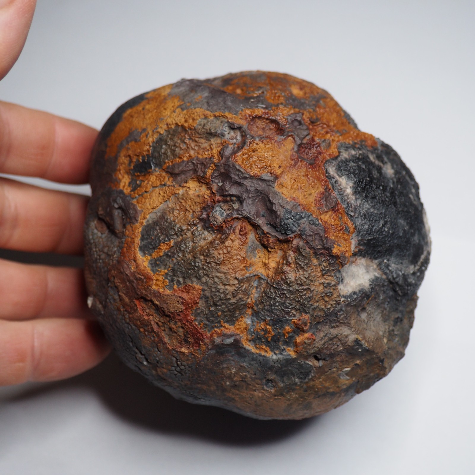 Large 1.8 kg Lobolith Scyphocrinites Crinoid Floating Devonian Fossil Morocco