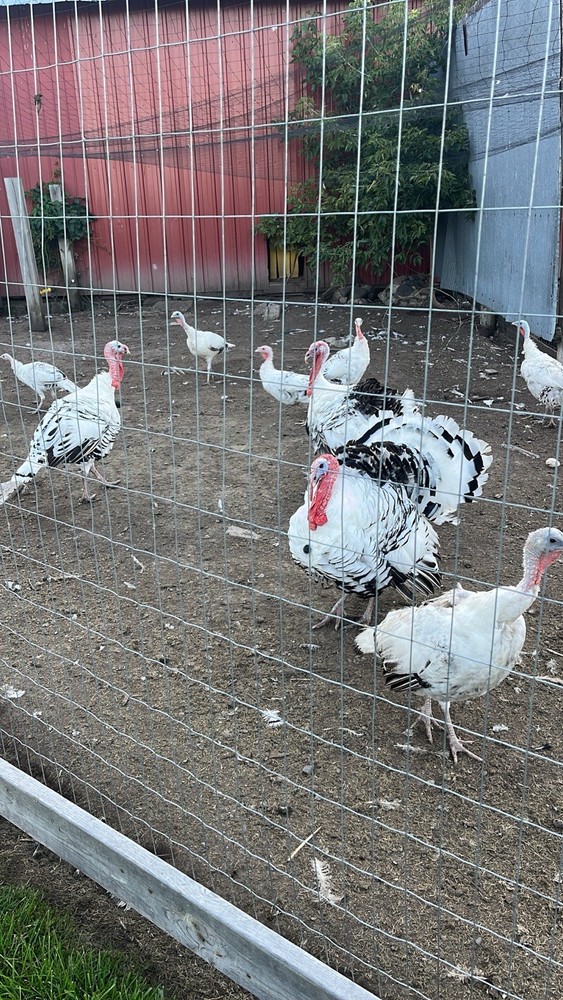 8 Royal Palm Hatching Eggs