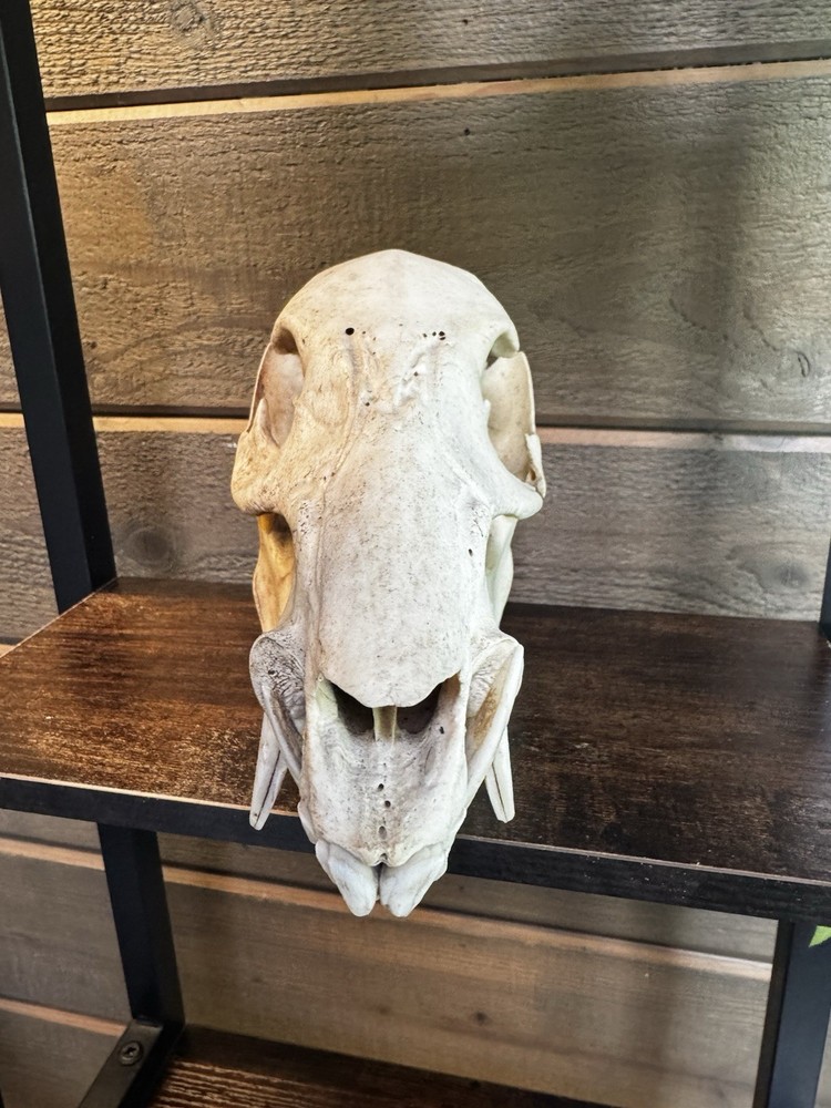 Wild Boar Pig Skull Hunting