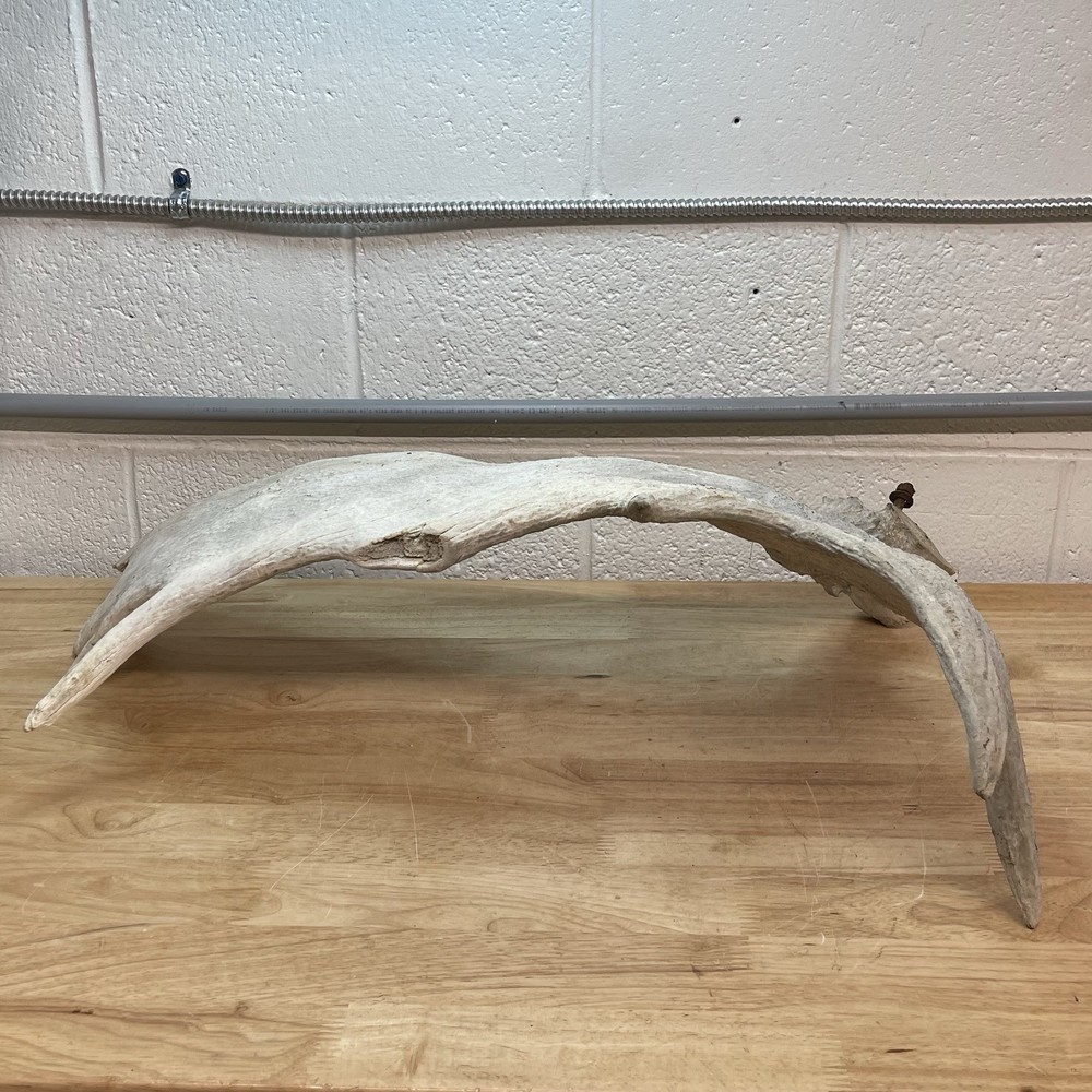 Genuine Moose Antler 30” & 6.95lbs