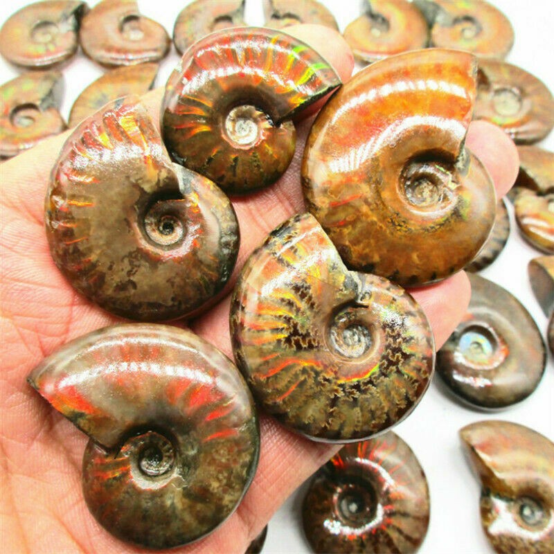 Natural Crystal Iridescent Ammonite Ammolite Facet Specimen Fossil Madagascar @