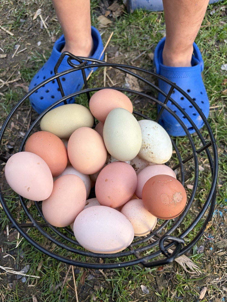 Chicken Hatching Eggs