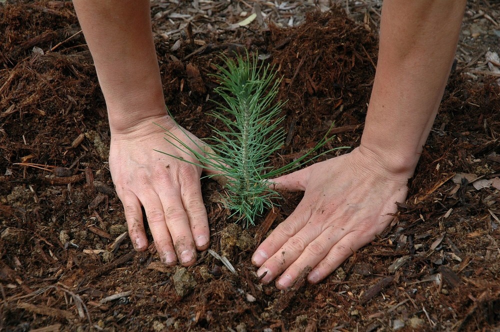 100 Longleaf pine tree plug seedlings