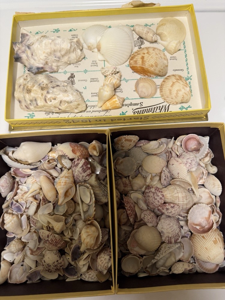 Florida Seashells