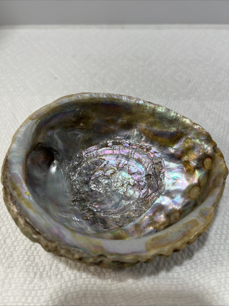 Sea Shell Trinket Keeper Clam Shell B5
