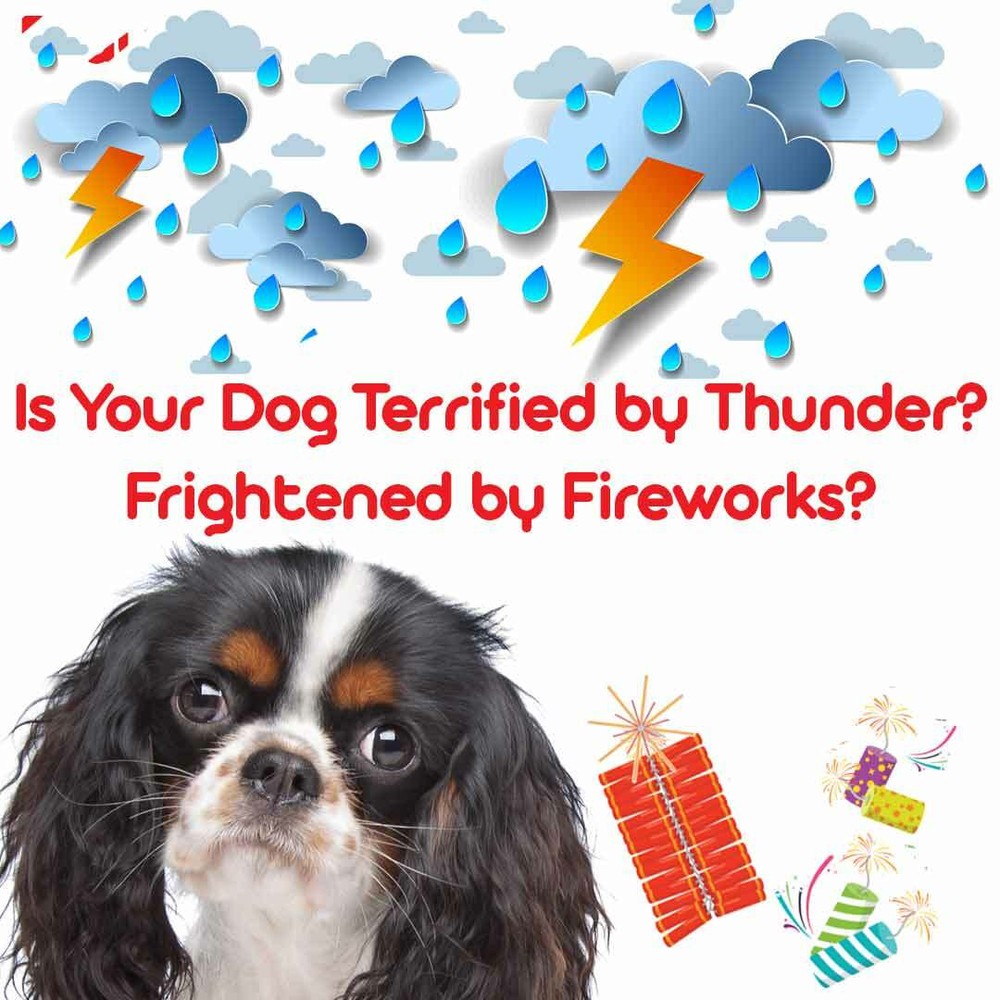Cavalier King Charles Spaniel Relax Aromatherapy | Calms Your Anxious Scared Dog