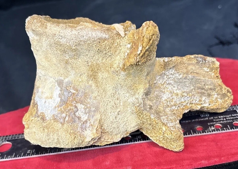 Mosasaurus vertebrae