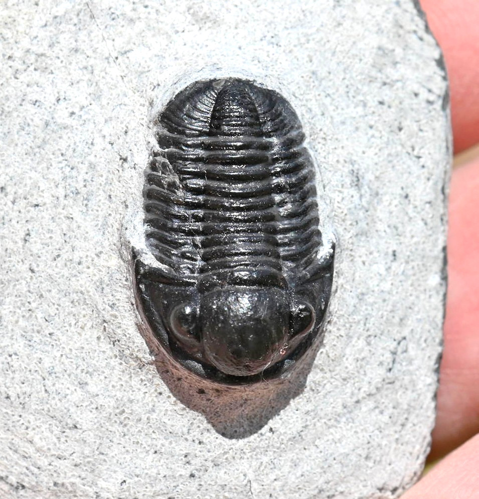 Trilobite Fossil, Gerastos granulosus (tuberculatus), from Morocco #2