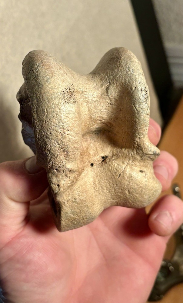 World Class Fossil Associated Bison Astragalus and Cubonavicular Bone Florida