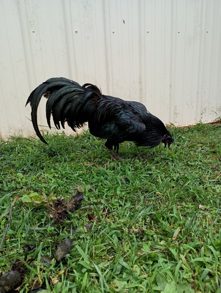 6+ Fertile Hatching Eggs