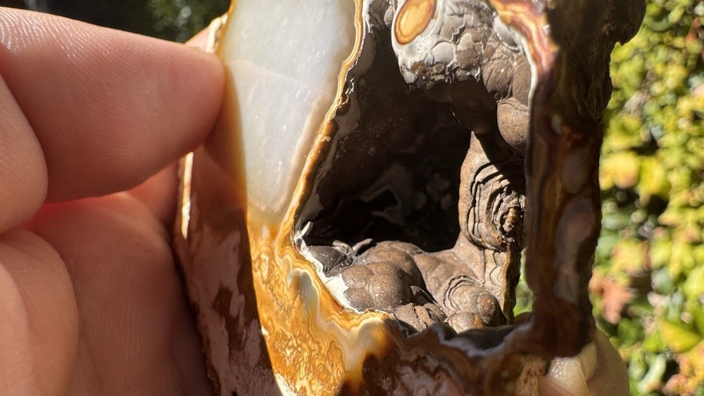 Agatized Coral Polished