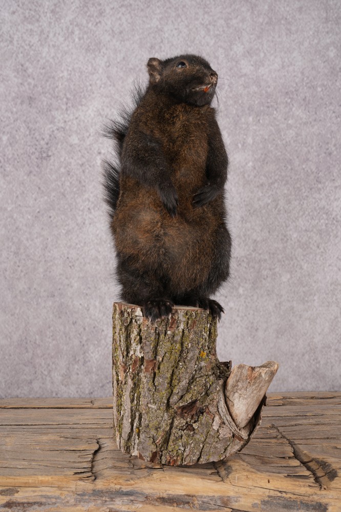 Black Squirrel SKU 3315